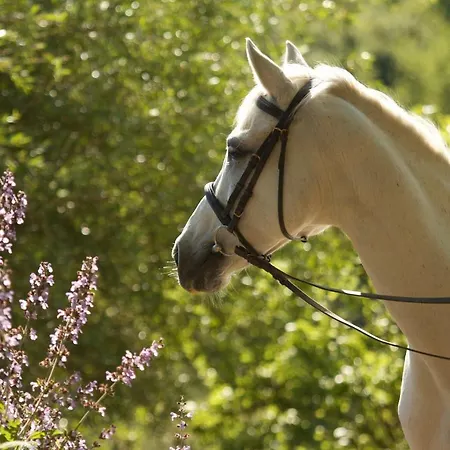 Il Paretaio 3*